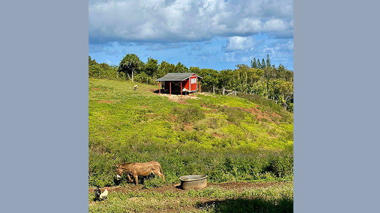 A variety of rescued animals call Leilani Farm Sanctuary home.