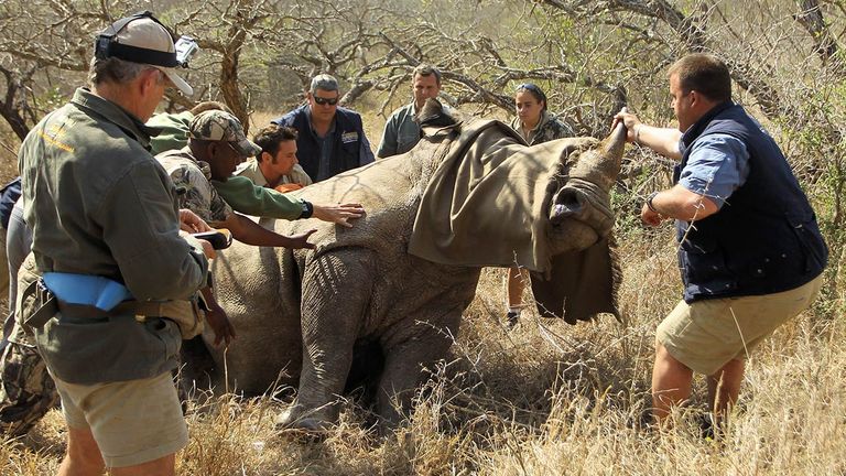 After the procedure, rhinos are released back into the wild.