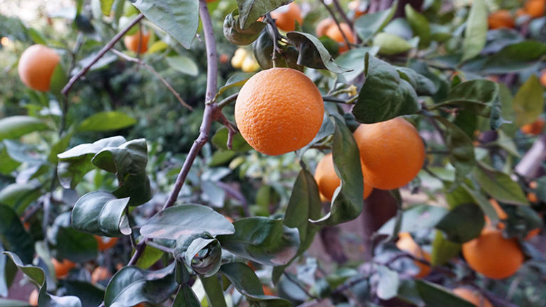 Guests at the riad can pick oranges at their leisure. // © 2018 Valerie Chen