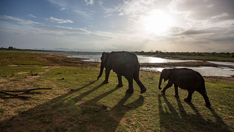 Interest in lesser-known destinations — such as Sri Lanka — will be on the rise in 2019.