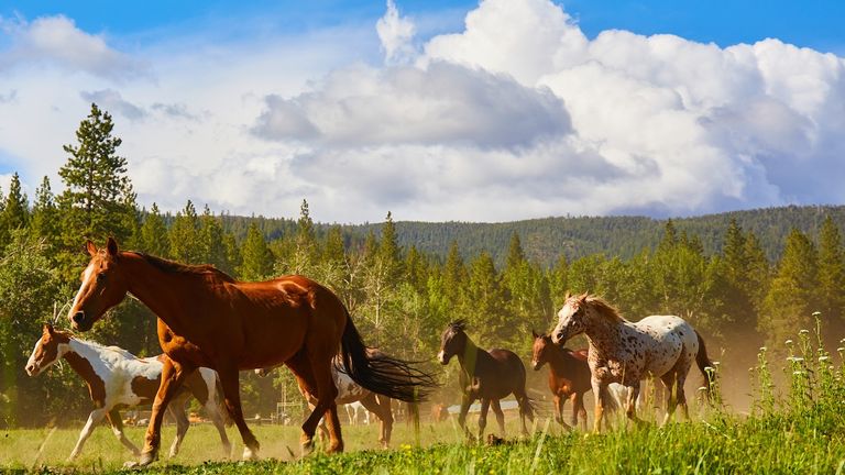 More than 60 horses call Greenhorn Ranch home, and there’s programming for riders of all skill levels.