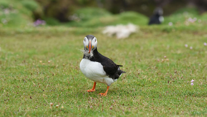 Observing Scotland's Atlantic Puffins on Fair Isle