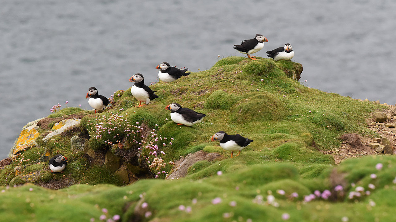 Puffins build their burrows using their beaks and feat, and they prefer the edges of sea cliffs.