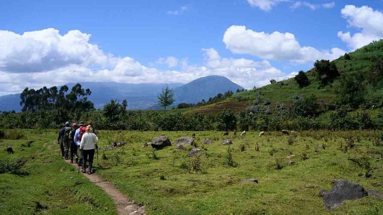 rwandagorillas