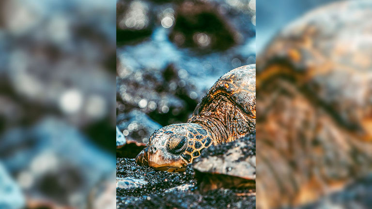 This photo, of a green sea turtle in Hawaii, took third place.