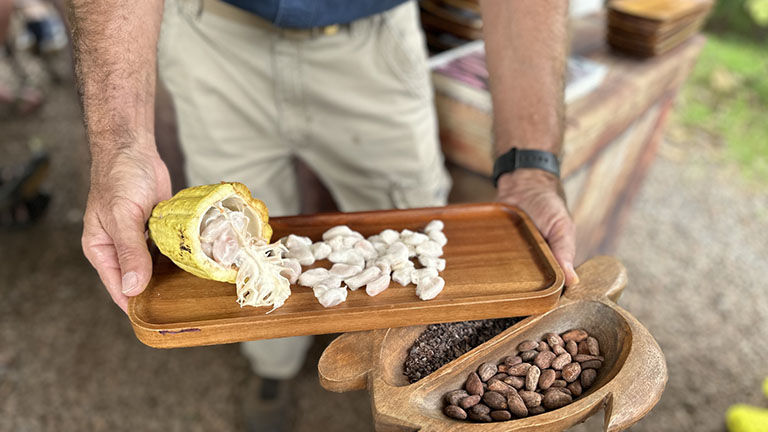 Tours include tasting fresh, raw cacao beans and cacao nibs.