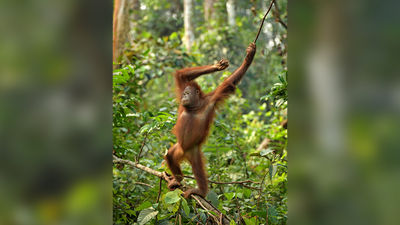 Travel Bucket List: Up Close and Personal With Borneo’s Orangutans