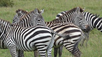 Zebras survive a crossing of the Mara River, the site of the annual wildebeest and zebra migration. // © 2015 Africas Best Photos 2